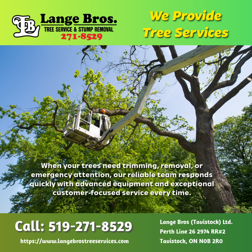 Learn how professional tree trimming improves safety, health, and curb appeal for properties in Stratford and surrounding areas.
