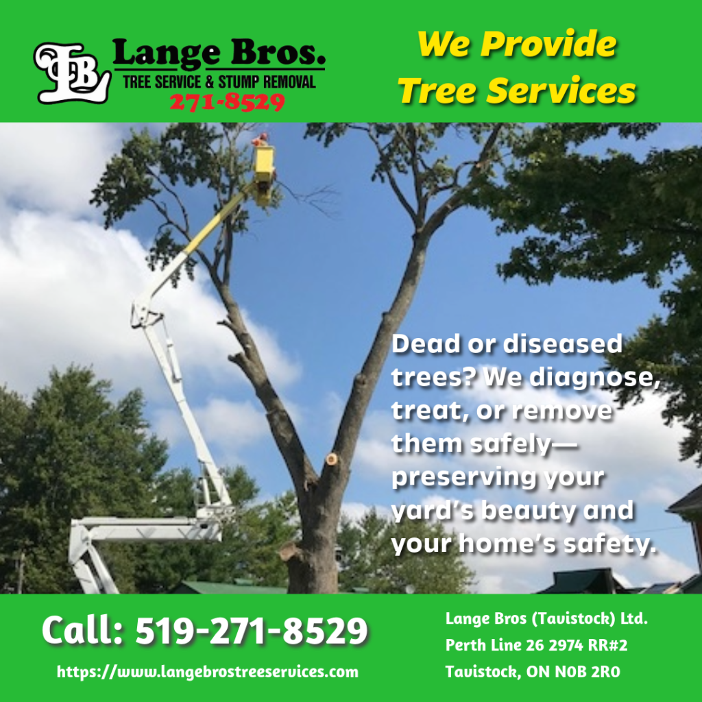 Discover simple summer tree care tips to keep your landscape healthy, vibrant, and beautiful all season long.